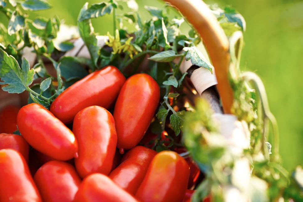Zia Pia - Vegetariana Tomato Sauce with Vegetables by Italianavera